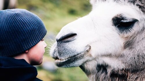 The Arctic Camels