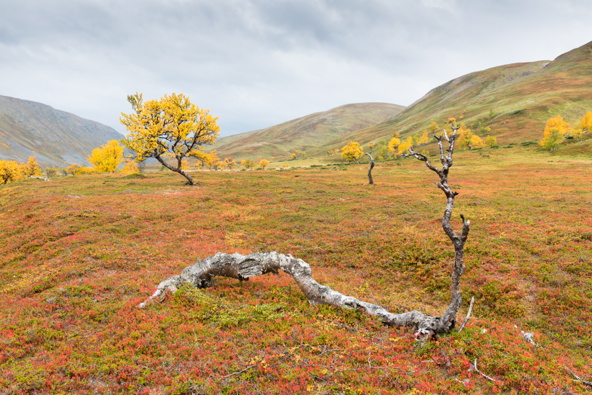 Photo: Knut Sverre Horn