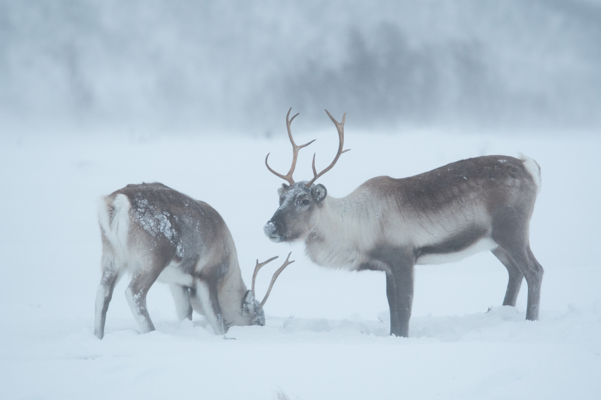 Photo: Knut Sverre Horn